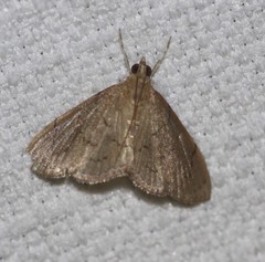 Hyalobathra crenulata