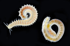 Eunicidae