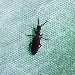 Dacoderus