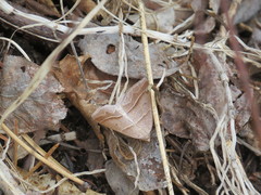 Parallelia bistriaris
