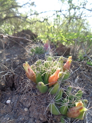 Mammillaria longimamma