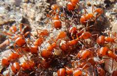 Pogonomyrmex maricopa