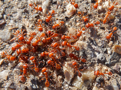 Pogonomyrmex maricopa