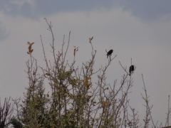 Molothrus aeneus