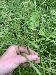 Scirpus atrocinctus
