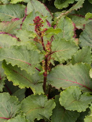 Rumex alpinus
