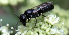 Hylaeus