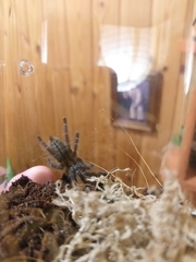 Heteroscodra maculata