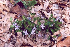Viola labradorica