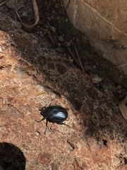 Cotinis antonii