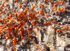 Pogonomyrmex maricopa