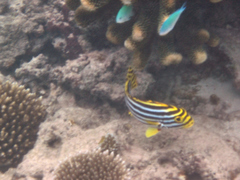 Plectorhinchus vittatus