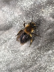 Andrena dunningi