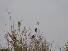 Molothrus aeneus