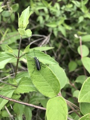 Epicauta cinctipennis