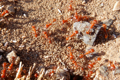 Pogonomyrmex maricopa