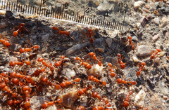 Pogonomyrmex maricopa