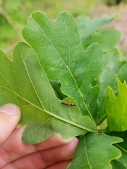 Cyllecoris histrionius