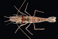 Rhynchocinetes brucei