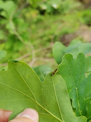 Cyllecoris histrionius