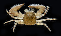 Pisidia