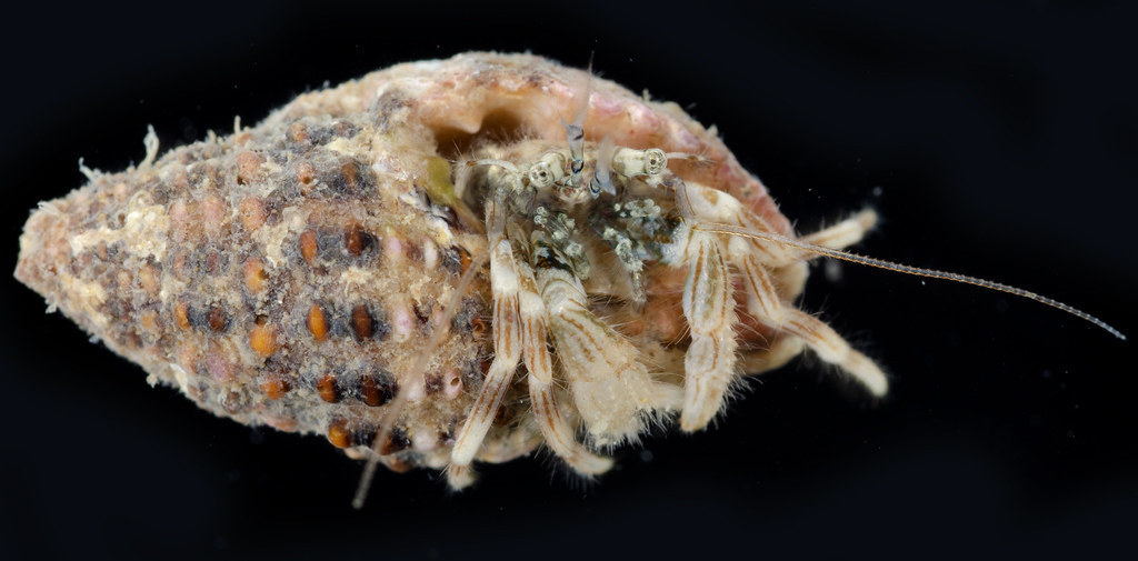 Boninpagurus