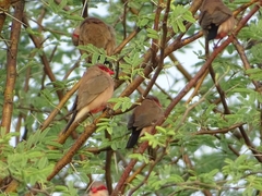 Estrilda troglodytes