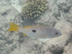 Lutjanus ehrenbergii