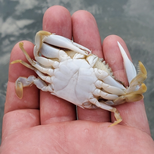 Speckled Swimming Crab, photo 4 of 9