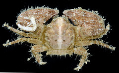 Enosteoides ornatus