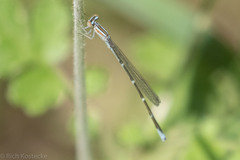 Enallagma exsulans