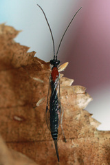 Sinarachna pallipes