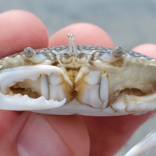 Speckled Swimming Crab, photo 7 of 9
