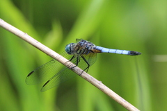 Pachydiplax longipennis