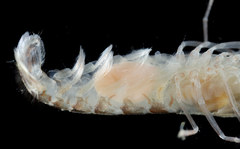 Hyperphrixus