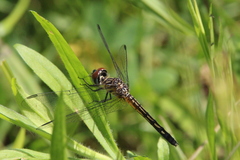 Pachydiplax longipennis