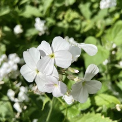 Hesperis matronalis