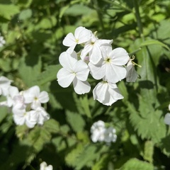 Hesperis matronalis
