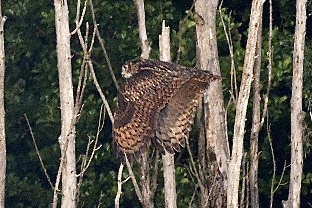 Eurasian Eagle Owl (Bubo bubo)