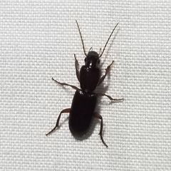 Stenomorphus