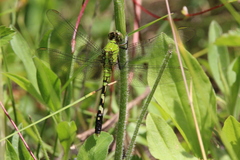 Erythemis simplicicollis