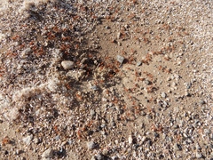 Pogonomyrmex maricopa
