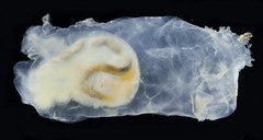 Ciona intestinalis