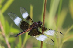 Libellula luctuosa