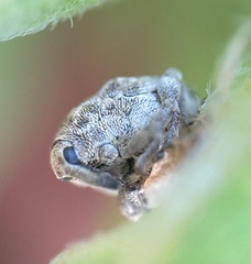 Acanthoscelidius acephalus