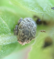 Acanthoscelidius acephalus