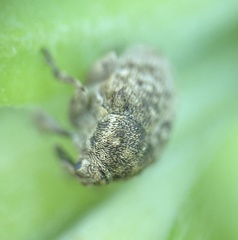 Acanthoscelidius acephalus