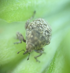 Acanthoscelidius acephalus