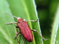 Donacia thalassina