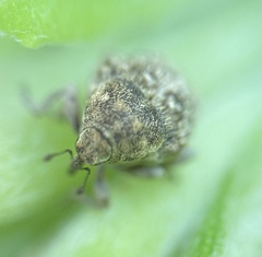 Acanthoscelidius acephalus